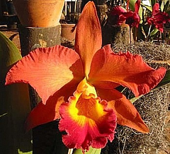 Orquídea jovem Exotic dream 